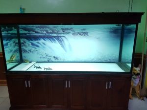 Tranh 3D hồ cá Rồng – Bể anh Long Quảng Bình