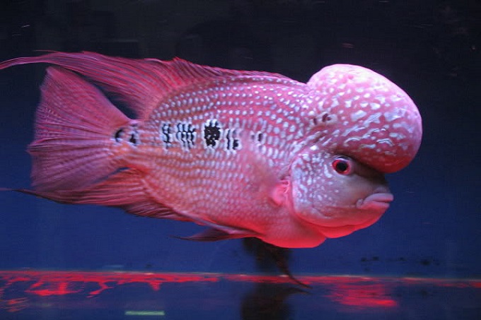 Cá La Hán có bao nhiêu loại ăn gì lên màu đẹp Có video