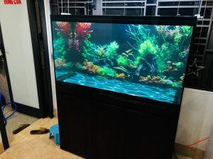 Tranh 3D dán hồ cá 3D thực tế bể nhà anh Nam khánh hòa