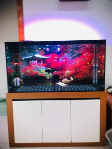 Tranh 3D hồ cá tại nhà anh Phong hải phòng